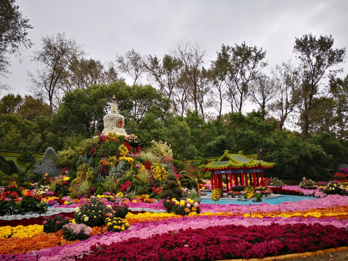 新品种在2019年上海菊展中应用