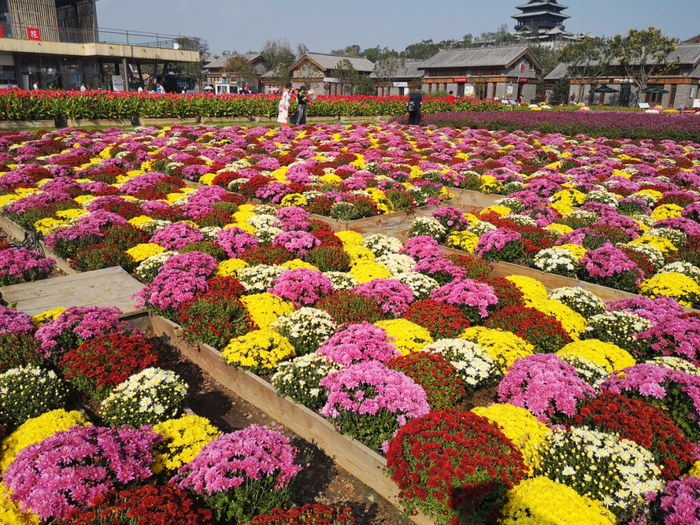 新品种在2019年北京世园会中应用