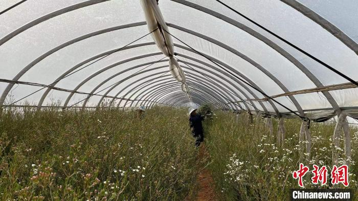 图为工人正在进行采摘工作。　刘丽慧 摄