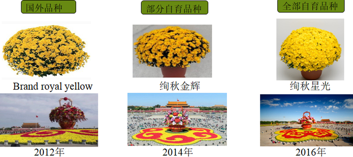 天安门广场节庆花坛菊花品种更替