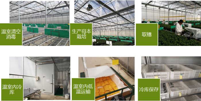 云南插穗生产流程