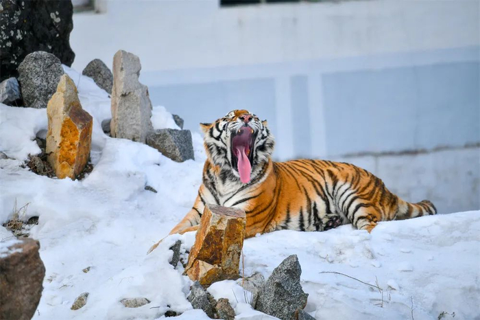 《东北虎》剧照