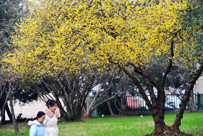 江苏南京河海大学校园内的蜡梅。新华社发（杨素平 摄）