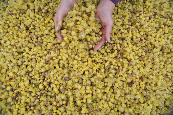 在重庆市北碚区静观镇，花农筛选蜡梅花以备酿造使用。新华社发（秦廷富 摄）