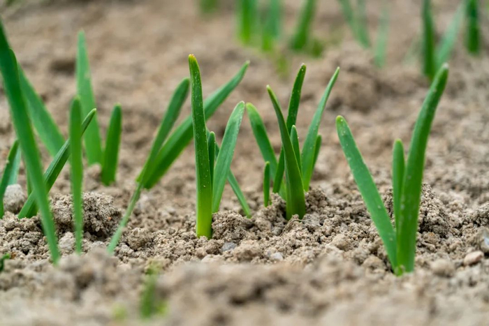 在福建省漳州市高新区圆山脚下的水仙花海核心保护区，水仙花长出嫩芽。新华社发（张旭 摄）