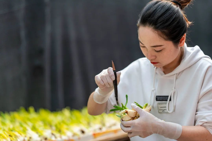 在漳州市高新区九湖镇百花村，一名水仙花批发店店主在给水仙花球削叶片。新华社发（张旭 摄）