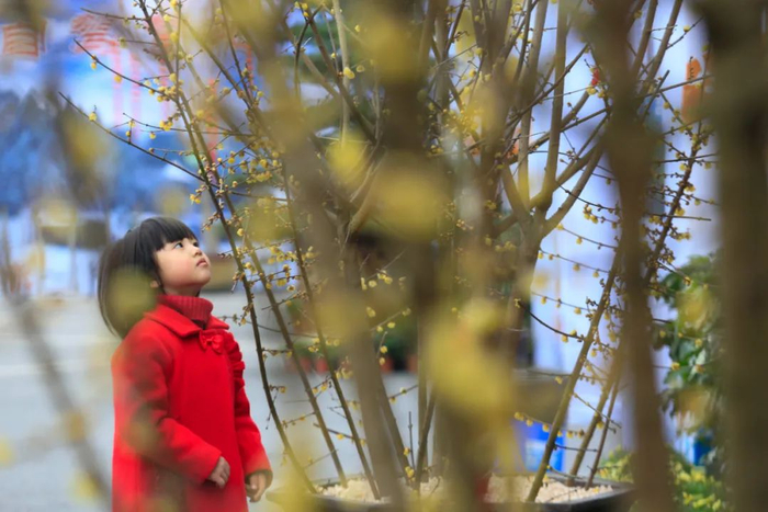 一名小朋友在渝广高速静观服务区观赏蜡梅。新华社发（秦廷富 摄）