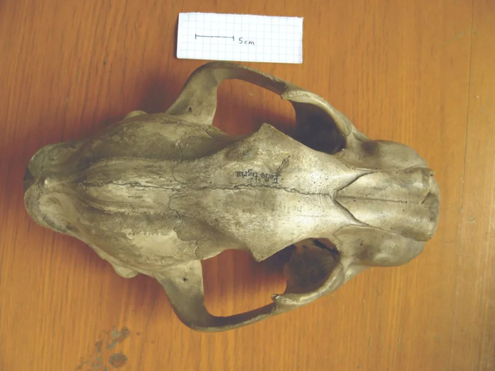 中国科学院双古所藏虎的头骨 作者/供图