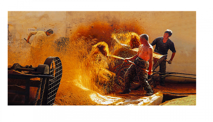 图片来源：邛崃市宣传部