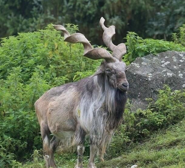 巴基斯坦国宝捻角山羊markhor