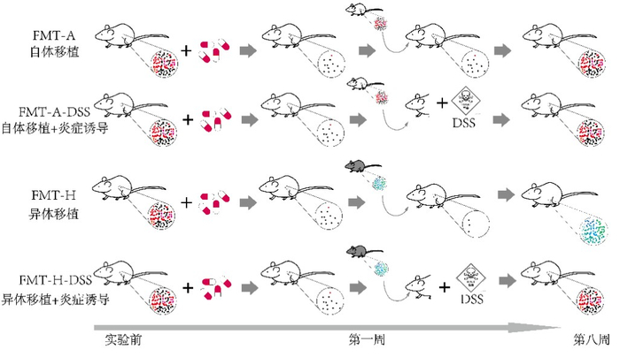 未受到及受到肠道炎症扰动时，自体FMT和异体FMT影响小鼠肠道菌群的恢复情况。科研团队供图
