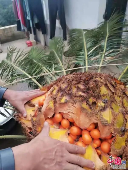 眼看着攀枝花苏铁开出美丽的花朵