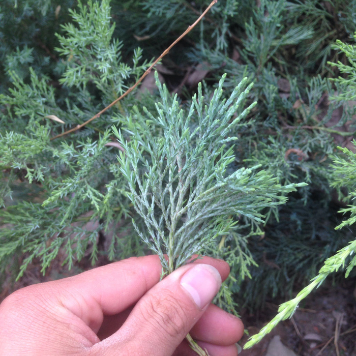侧柏叶别再当柴烧了,煮水非常厉害,好多人不知道的三大妙用