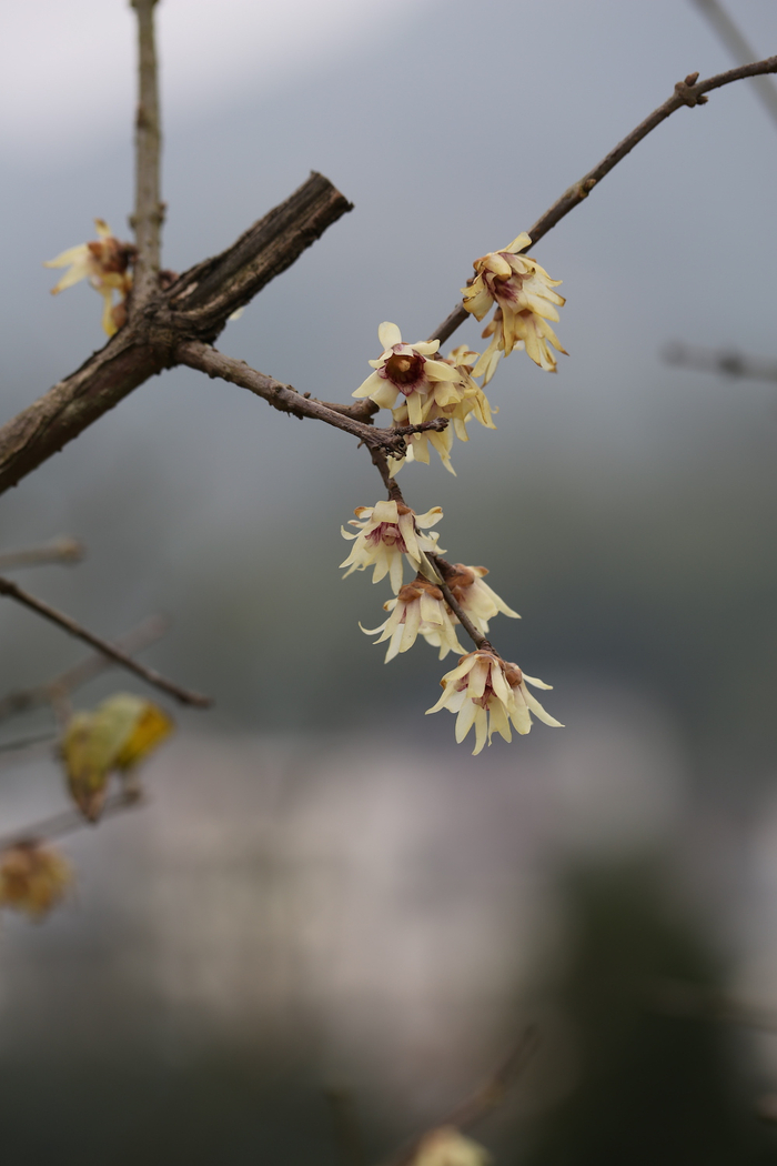 狗牙梅  周敏 图