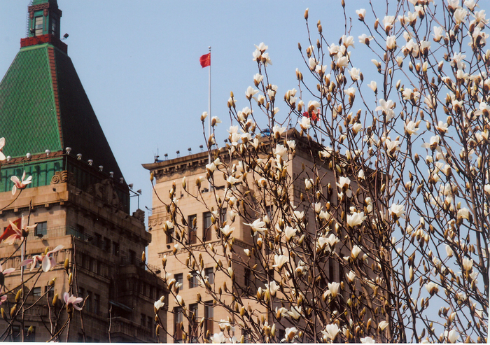 贾树枚《春到上海》 摄影
