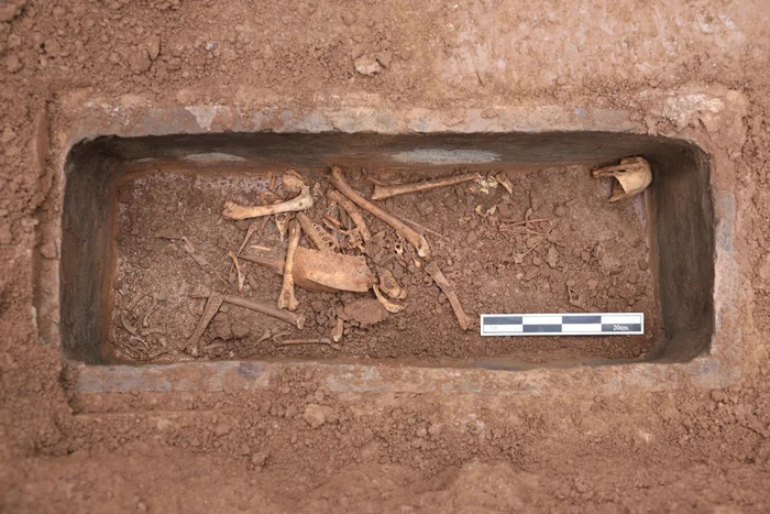 ▲南陵小型外藏坑出土动物骨骸。图片来源：陕西省考古研究院