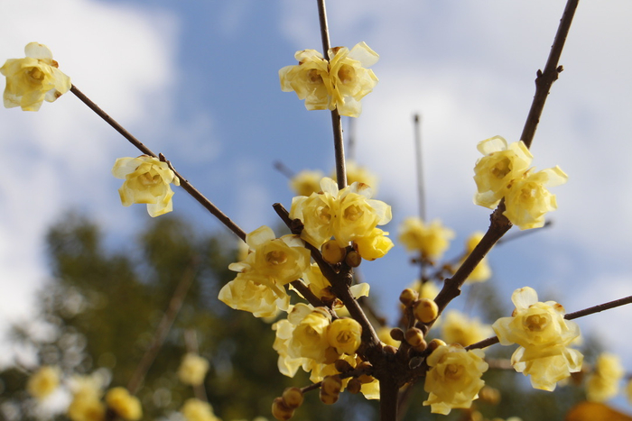 素心腊梅（花蝴蝶）。   澎湃新闻记者 王昱 图