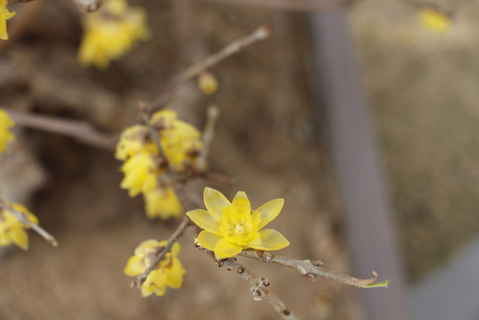 素心蜡梅。    澎湃新闻记者 王昱 图