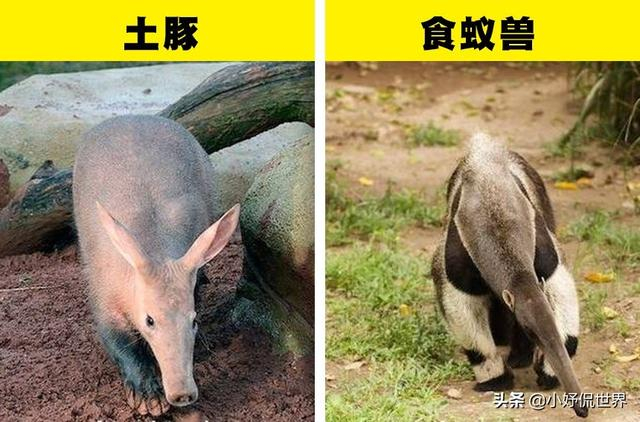 涨知识:存在明显差异,但经常被我们混淆的7对事物|鼹鼠|食蚁兽|土豚