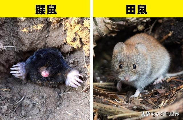 涨知识：存在明显差异，但经常被我们混淆的7对事物|鼹鼠|食蚁兽|土豚