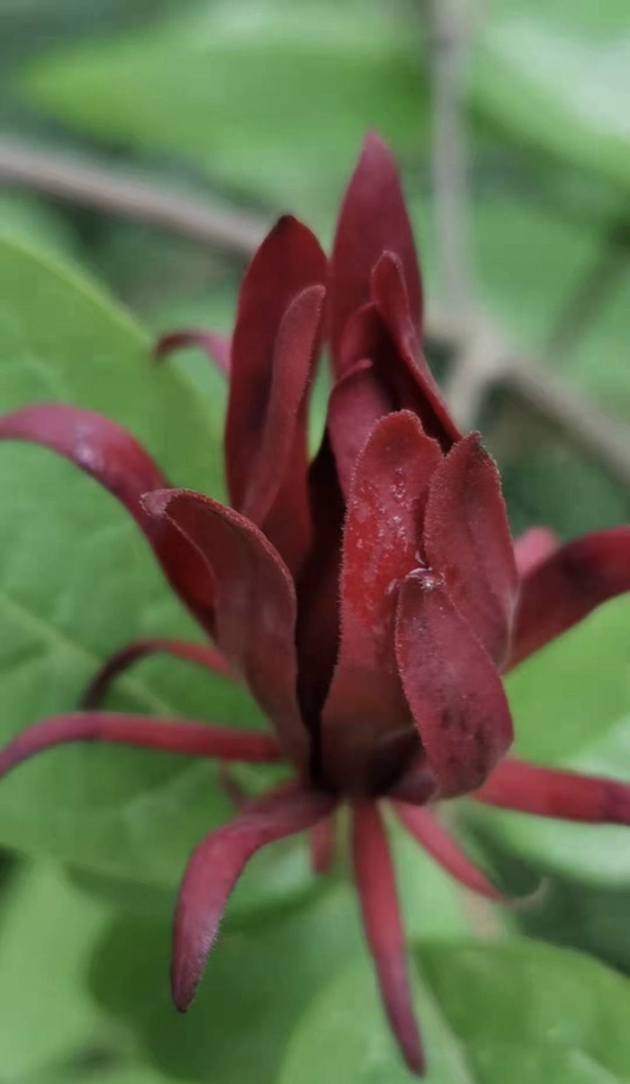 美国蜡梅，花期为5～7月，花是红褐色的。真如公园 图