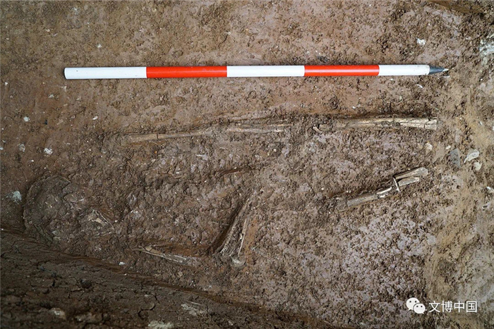 ▲西侧附属高台夯土内发现的殉人 。