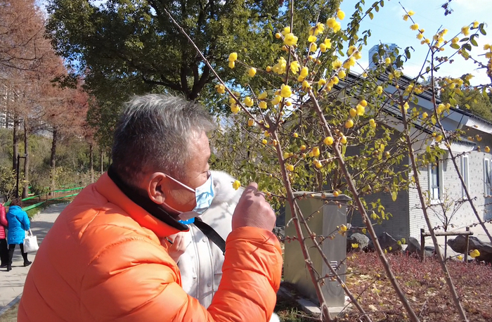 范主任正在介绍一株“檀香梅”，香气浓而不俗。   澎湃新闻记者 李思洁 图