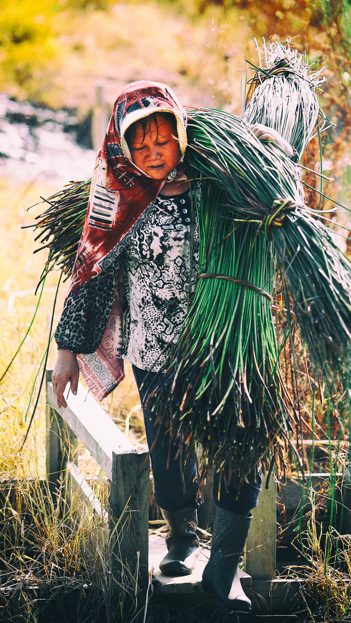 莞草收割后，村民将成捆的莞草送去晾晒