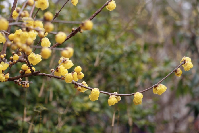 枝横碧玉天然瘦，恋破黄金分外香。   澎湃新闻记者 王昱 图