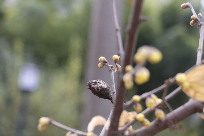腊梅的果实，里面有种子。澎湃新闻记者 王昱 图