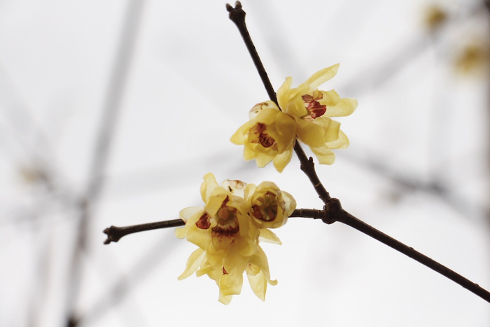 虎蹄蜡梅。澎湃新闻记者 王昱 图