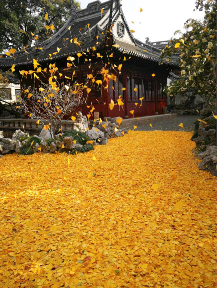 贾树枚 《豫园金秋（上海）》摄影