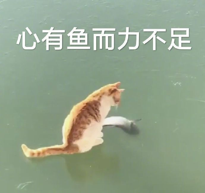 分享表情包 stop，不可以涩涩
