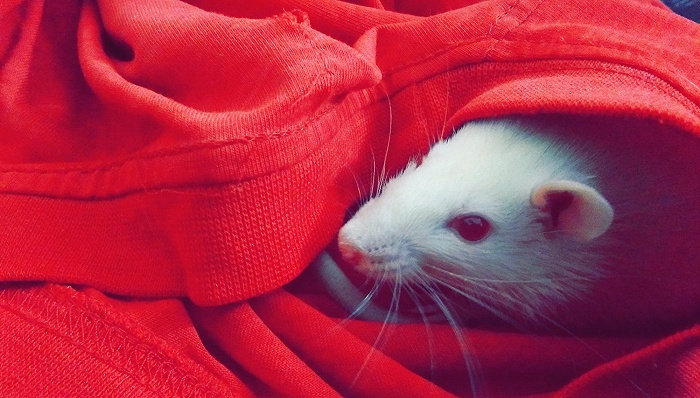 图片来源：Pexels- Himanshu Sharma