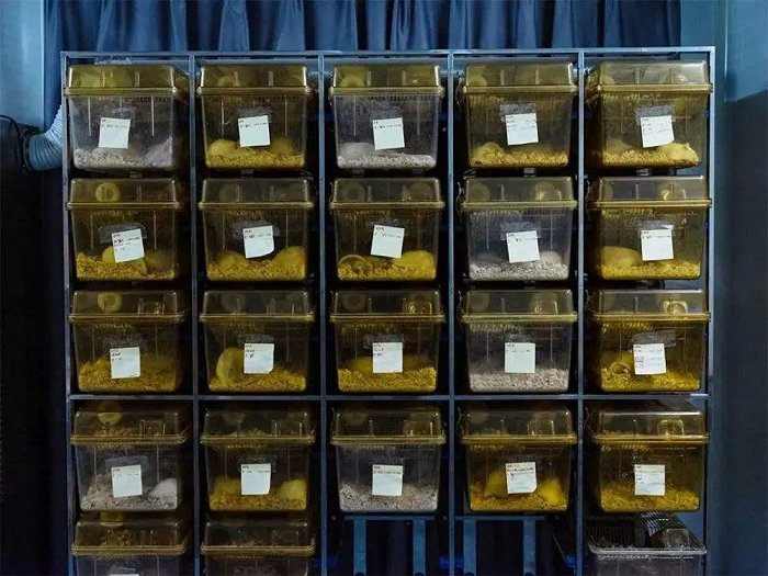 药企实验室小白鼠