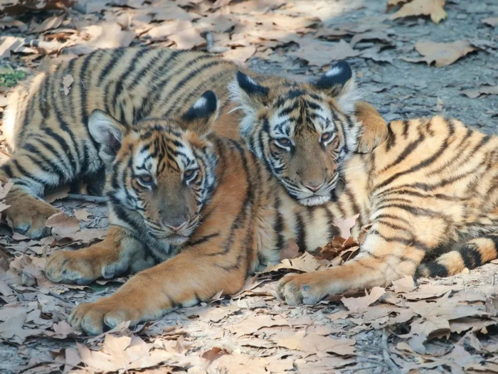 华南虎姐弟亮相（6月龄，左弟弟）