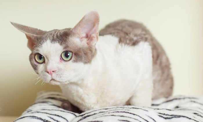 猫中小天使——德文卷毛猫