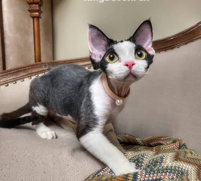 猫中小天使——德文卷毛猫
