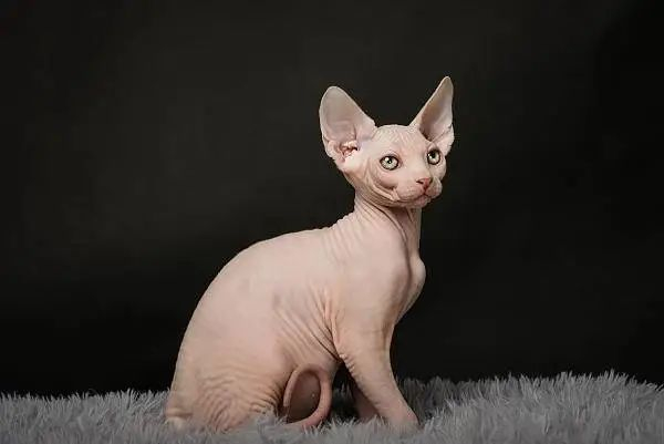 无毛猫 图源 视觉中国