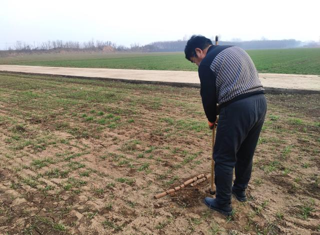 考古工作人员在洛阳金村东周王陵区进行现场勘探工作 （洛阳市文物考古研究院供图）