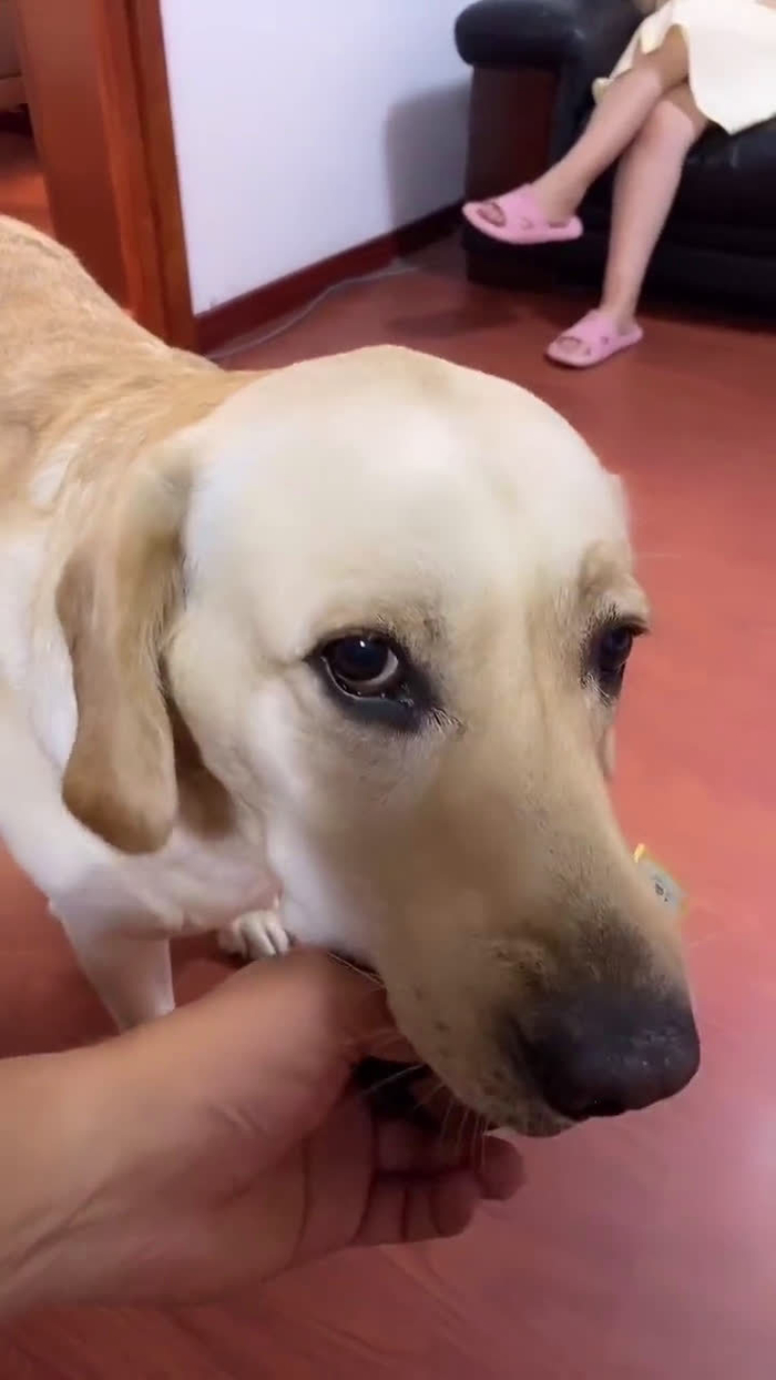 宠物狗狗成精啦