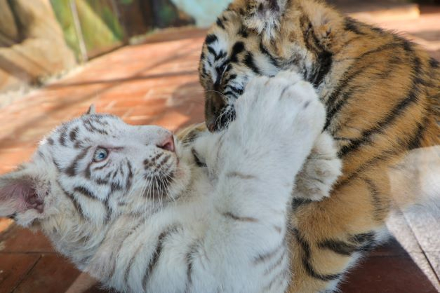 东北虎和白虎宝宝玩闹。