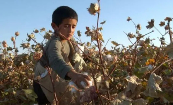 BBC展示的乌兹别克斯坦采棉童工图片