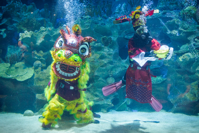 1月21日，马来西亚吉隆坡，水族馆水下舞狮闹新春。 视觉中国 图