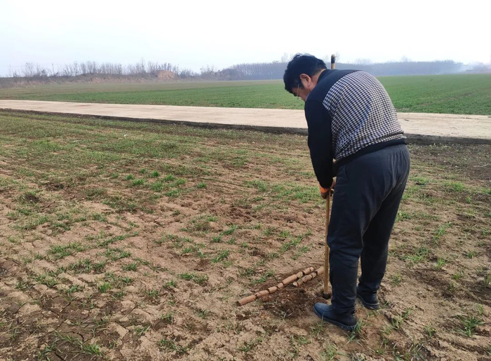 考古工作人员在洛阳金村东周王陵区进行现场勘探工作。资料照片（洛阳市文物考古研究院供图）