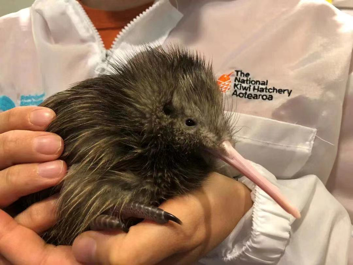 在保育人员怀里的小奇异鸟