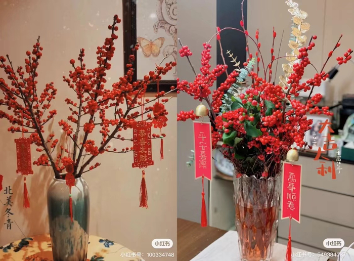 冬青（图片来源：小红书账号@Nana、@HH）