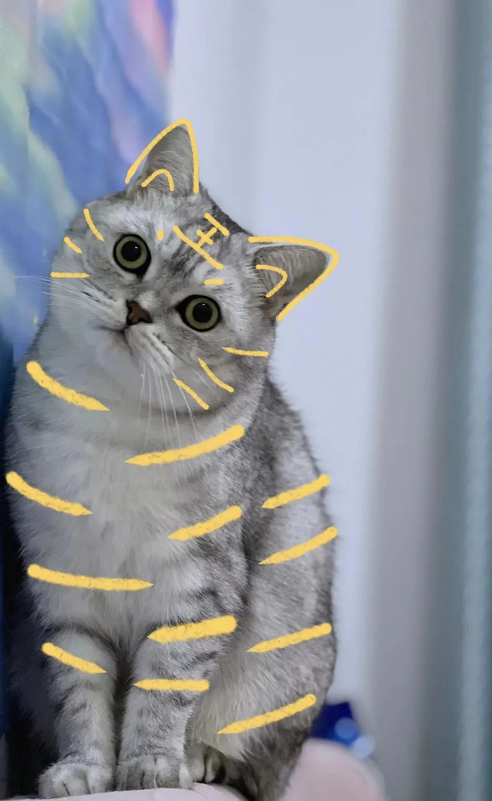 最后，一财君携虎虎生风的小猫咪“铁锤”祝大家新年快乐