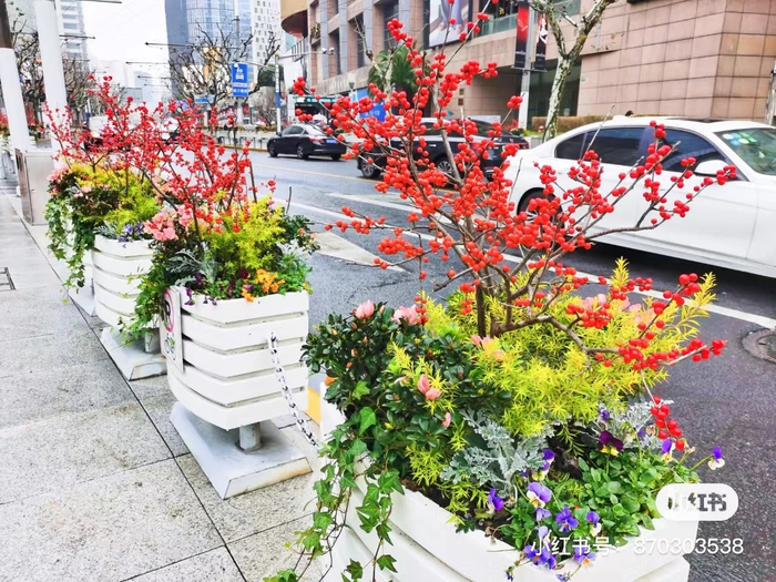 上海街道上的冬青（图片来源：小红书账号@爱乱跑的小猪）