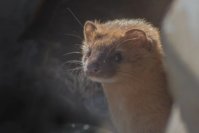 黄鼠狼是真的脸黑，下次可要辨认清楚了。| Wiki